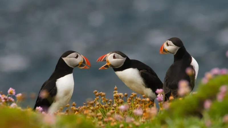 El número de aves marinas en la isla se dispara tras la erradicación de las ratas.