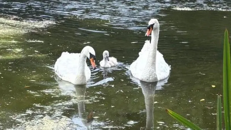 Los cisnes tienen una cría sorpresa a pesar del derrame de petróleo.