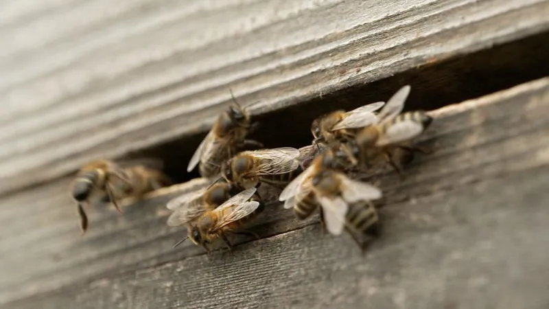 How bees could help war-hit families in Ukraine