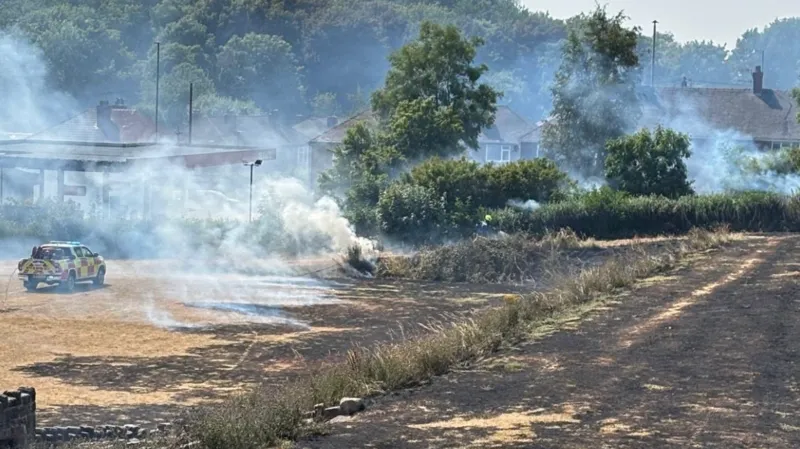 Loturi „bine arse” în urma incendiilor de vegetație