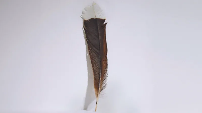 World's most expensive feather sold at auction