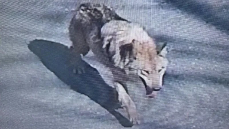 Corea del Sur despliega cámaras termográficas en busca de un lobo escapado del zoológico.