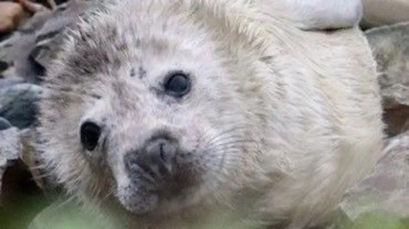 Animal charity faces 'challenges' with seal pups