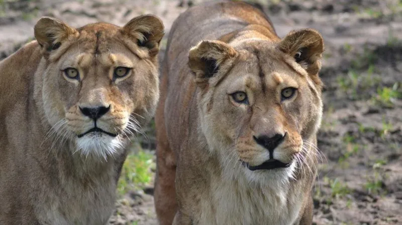 Dos de los leones más raros del mundo fueron sacrificados en un zoológico