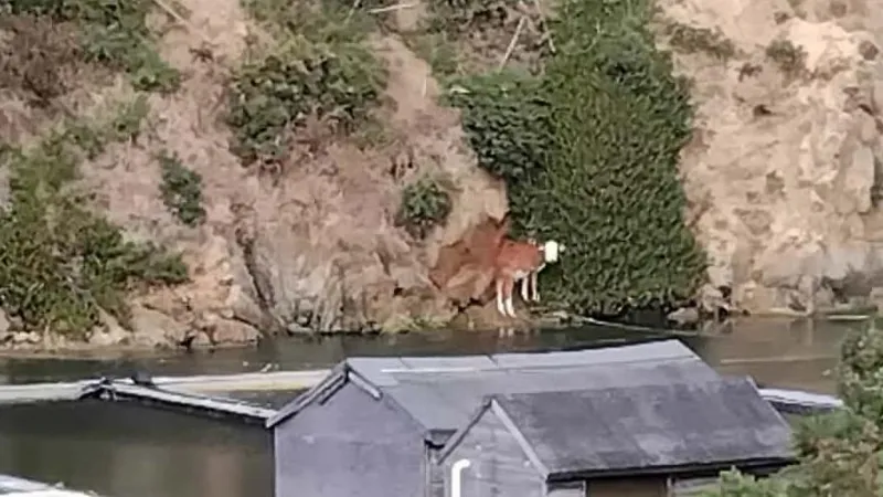 Rescatan a un ternero tras quedar atrapado en una cantera.