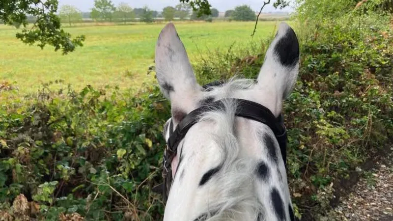Conductores sorprendidos pasando demasiado cerca de caballos
