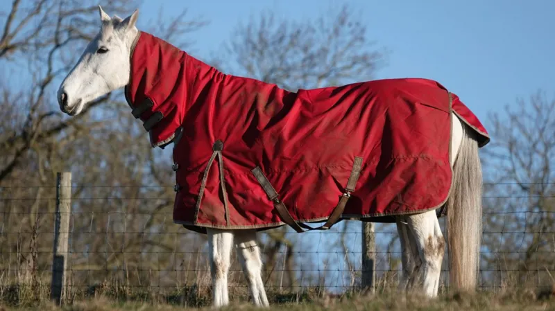 Se aprueban los planes para la instalación de lavandería para caballos en la granja.