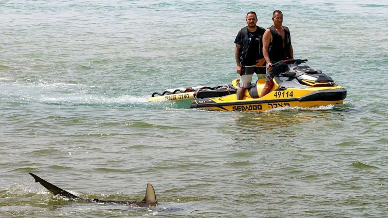 Remains found after rare shark attack on swimmer in Israel