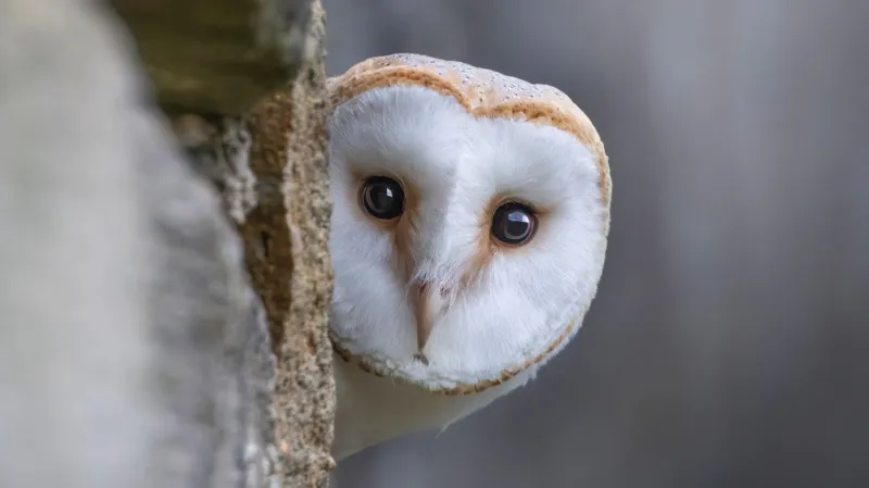 La vida silvestre reemplazará a las figuras históricas en los billetes, y usted tendrá voz y voto