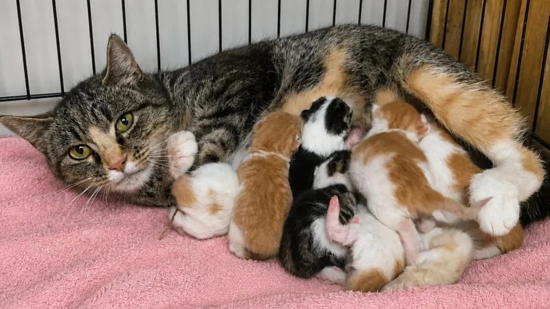 Un gatito nacido con dos narices y dos bocas deja sin palabras a un refugio de rescate de gatos.
