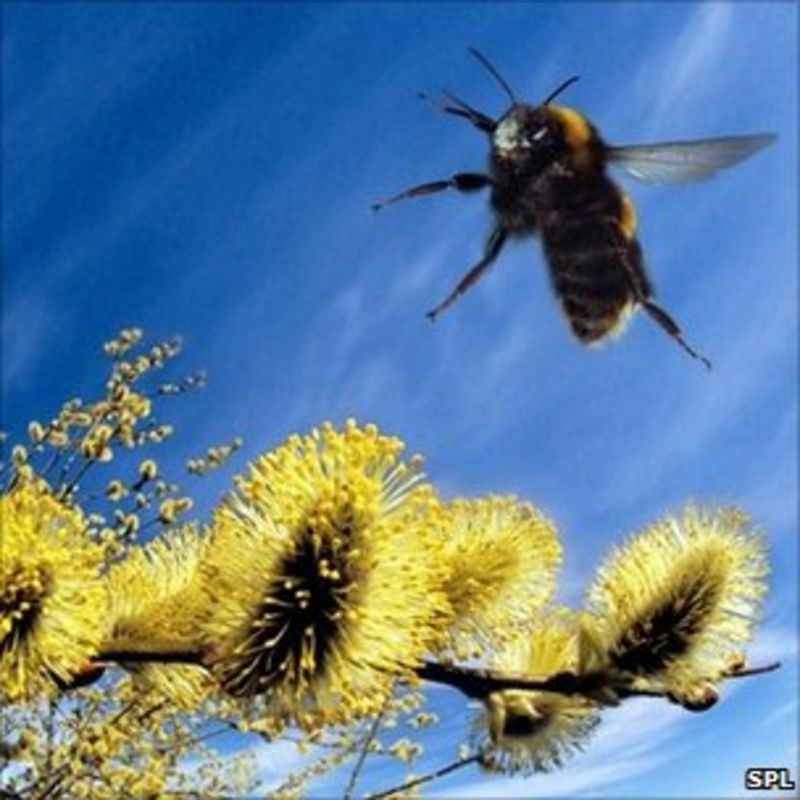 Mapping The Flight Of The Bumblebee - BBC News