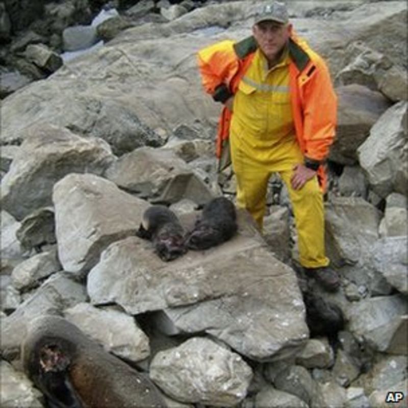 New Zealand seals clubbed to death in breeding colony BBC News