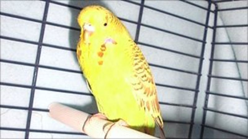 Flutter over budgie found in Glasgow bookmakers toilet