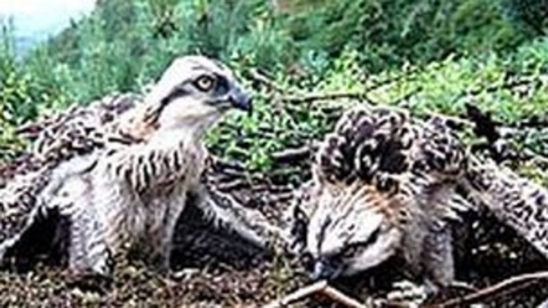 Osprey Pair Return To Bassenthwaite Lake Nest Site Bbc News