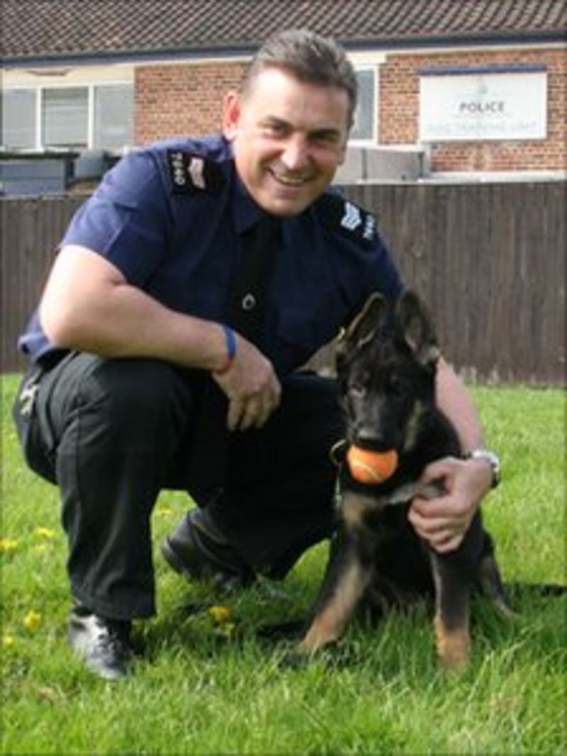 Puppies in training with Merseyside Police - BBC News