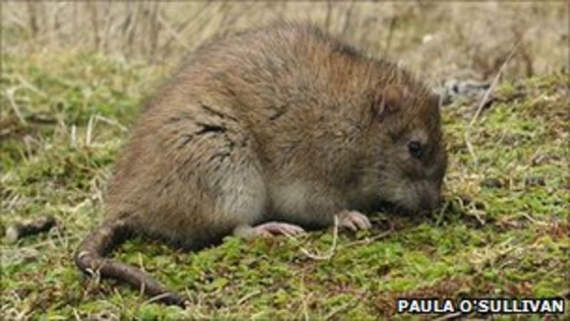 'Success' in South Georgia rat eradication - BBC News