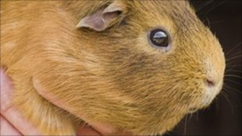 Ludlow guinea pigs stamped to death by thieves - BBC News