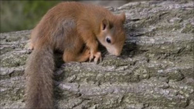 Red Squirrel Breeding Programme For East Anglia - BBC News