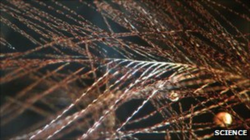 Dinosaur Feather Evolution Trapped In Canadian Amber BBC News