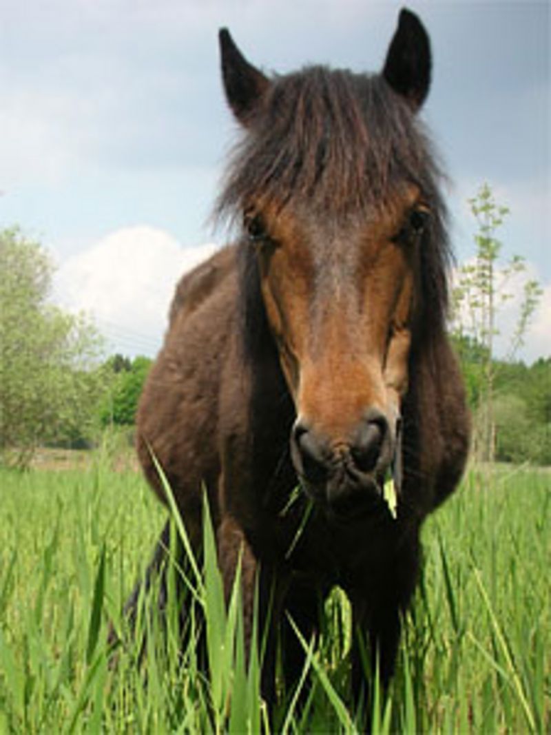 Holt Lowes heathland protected by Dartmoor ponies BBC News