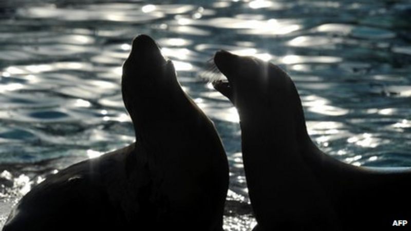 Sea lions found shot on Puget Sound, US officials say - BBC News