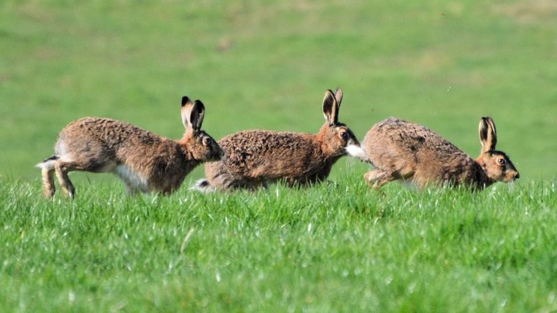 Your pictures of Scotland: 23 - 30 March - BBC News