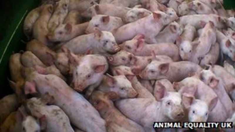 rspca-concern-at-pig-footage-from-norfolk-farms-bbc-news