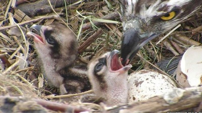 Third Osprey Chick To Hatch At Dyfi Reserve Bbc News