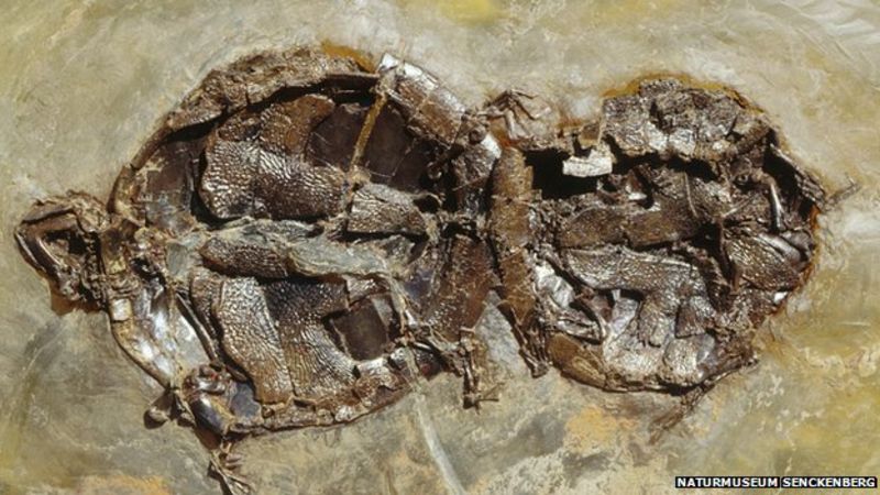 Turtles Fossilised In Sex Embrace Bbc News 7222