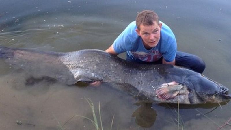 10-stone catfish caught by Essex chef - BBC News