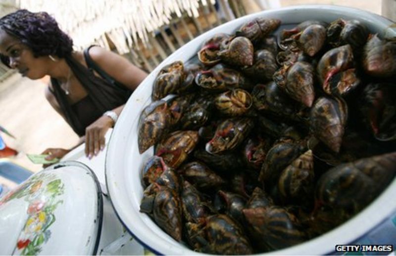 African snail Deadly invasion in South America BBC News