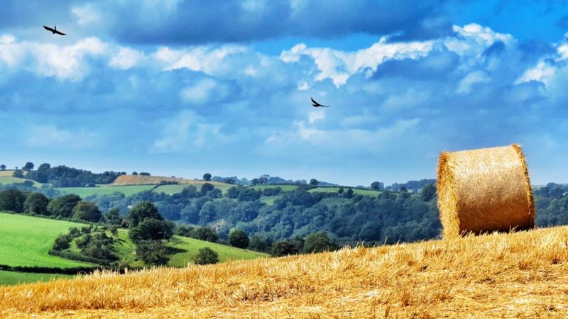 Your pictures: Summer - BBC News