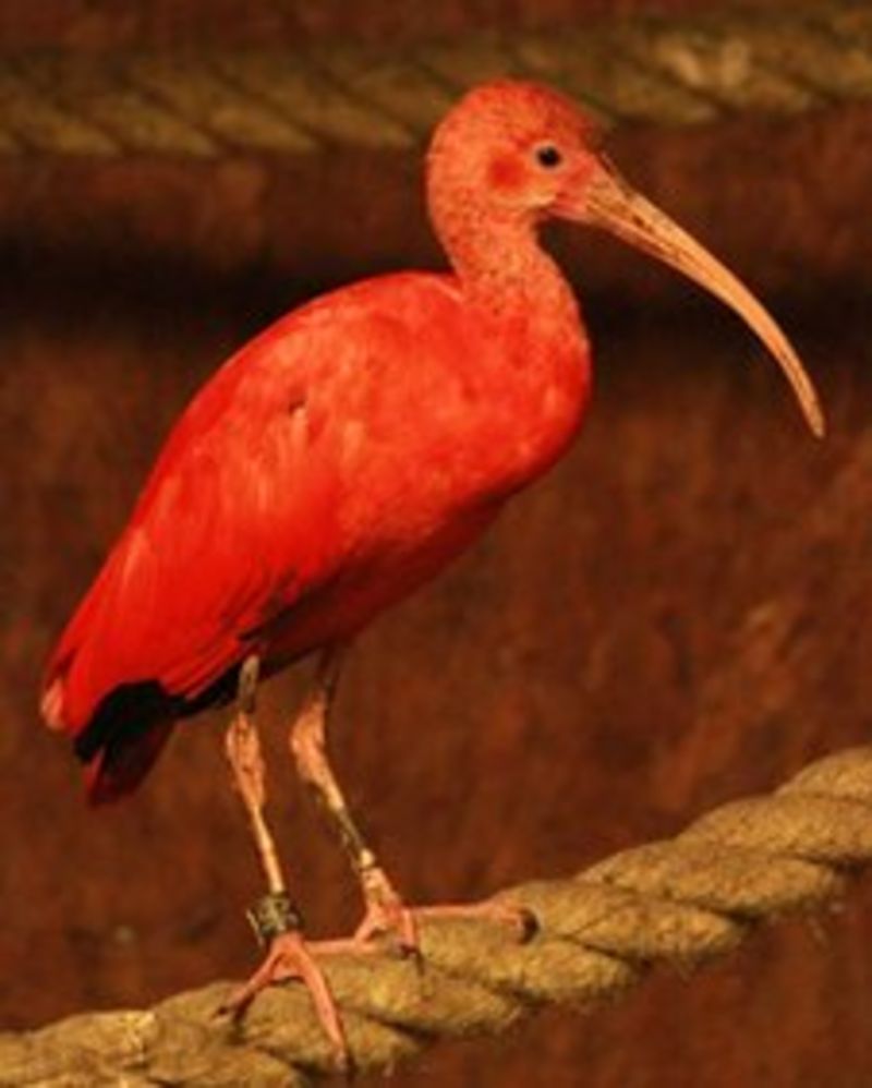 Bright red bird recaptured by Edinburgh Zoo - BBC News