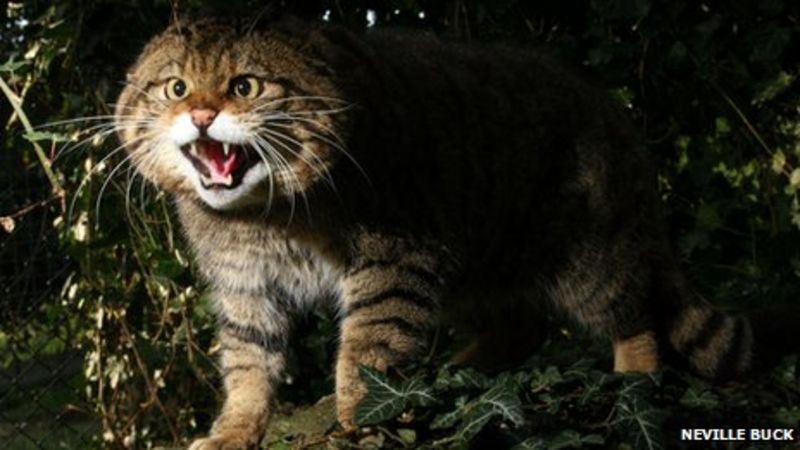 Scottish wildcat extinct within months, association says - BBC News