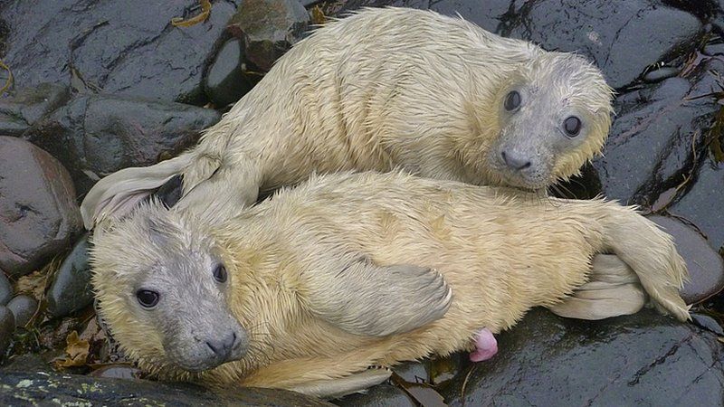 Farne Island seal pup twins