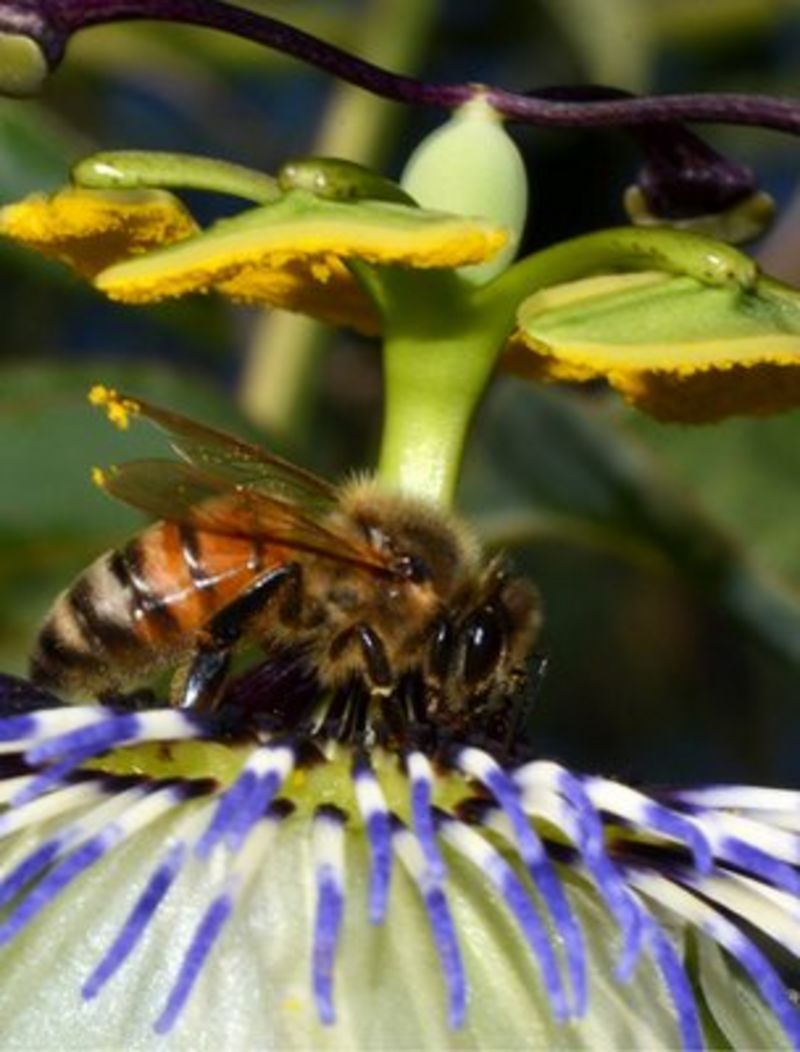 Honey Bees' Genetic Code Unlocked - BBC News