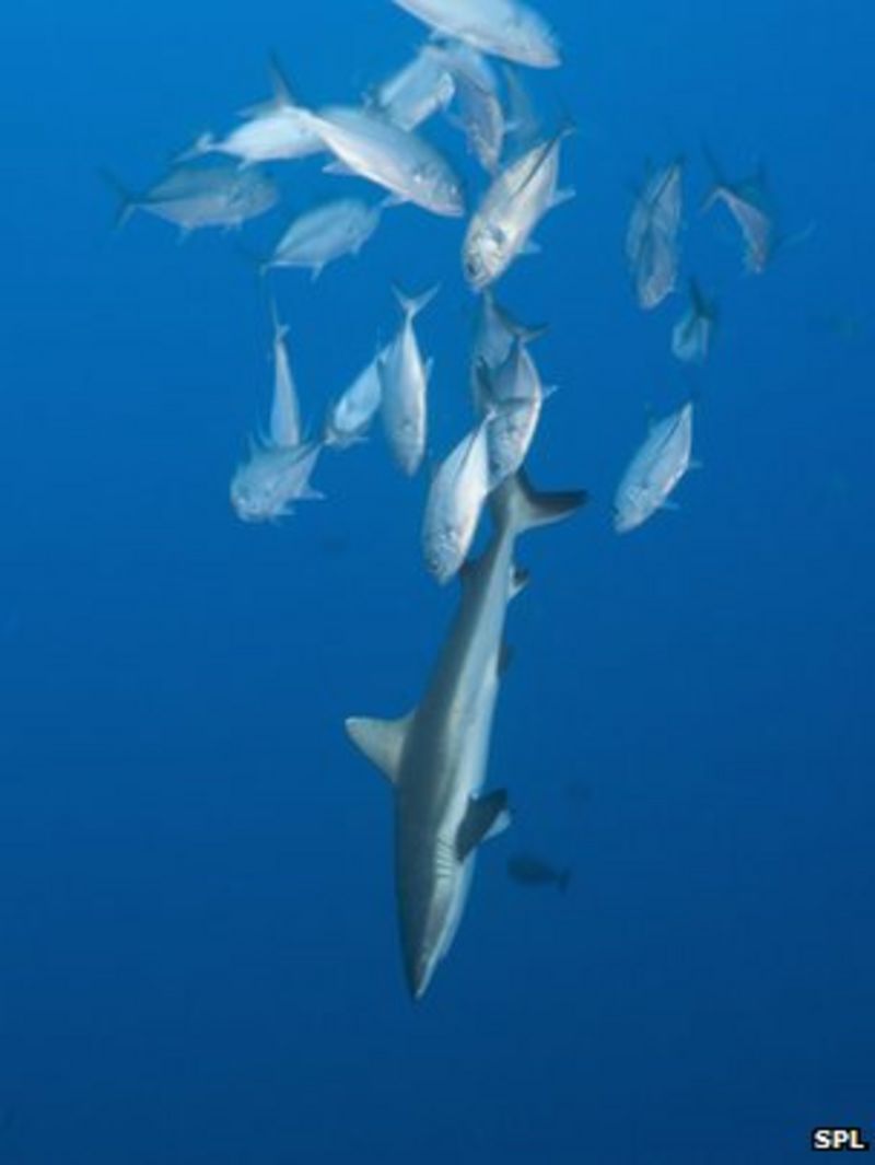 Cook Islands' shark sanctuary creates world's largest BBC News