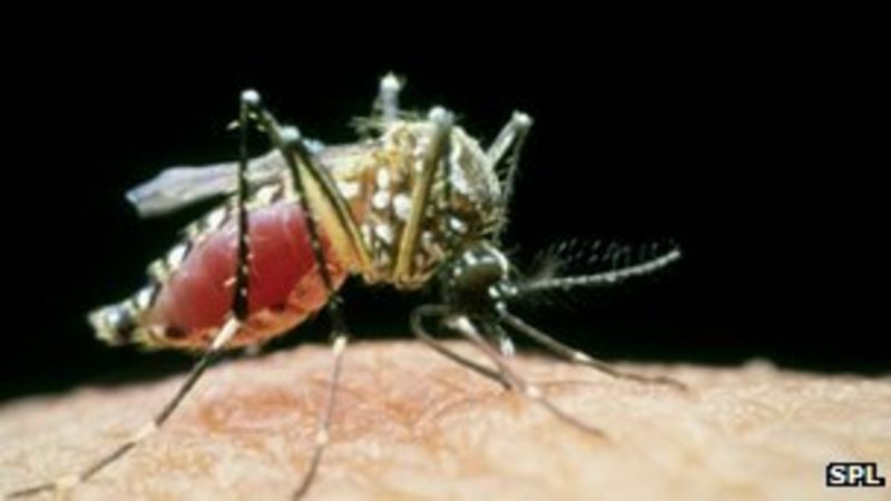 Sudans Yellow Fever Outbreak Worst For 20 Years Bbc News 