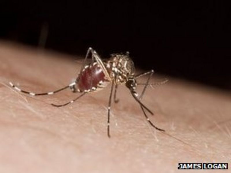 Mosquitoes Ignore Repellent Deet After First Exposure BBC News    65985864 65985859 