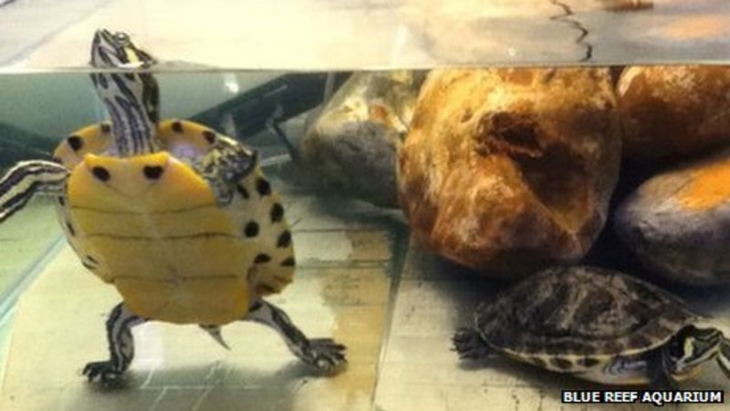 Pair of turtles abandoned at Hastings aquarium - BBC News