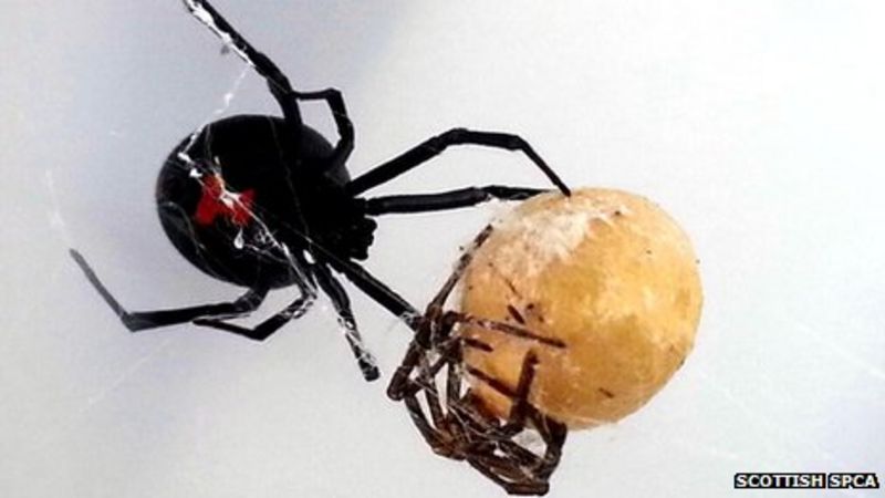 Black widow spider found in Aberdeen in US shipment - BBC News