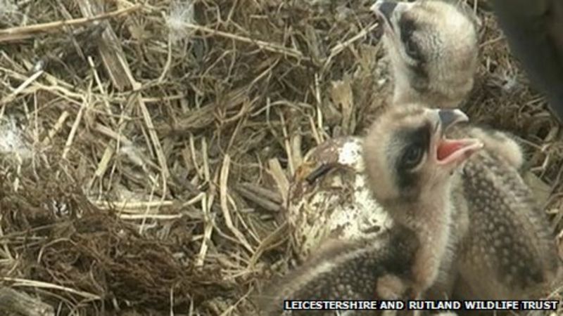 Rutland Water Osprey Chicks First To Hatch This Year Bbc News