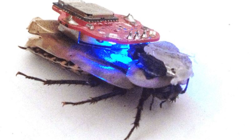Tedglobal Welcomes Robot Cockroaches Bbc News