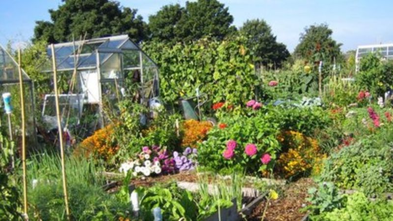 Allotment keeping proves no walk in the garden - BBC News