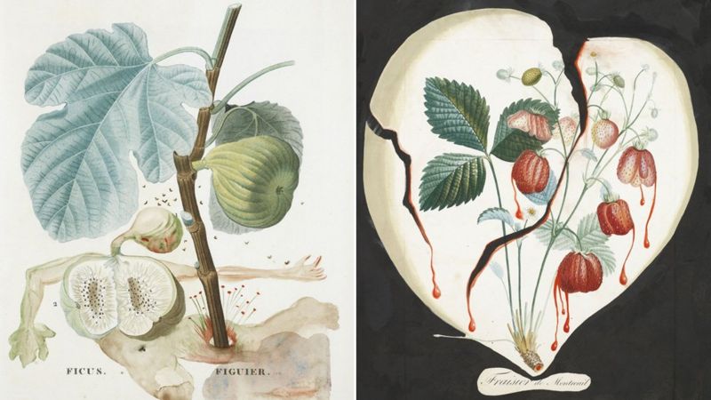 In pictures: Salvador Dali fruit watercolours - BBC News