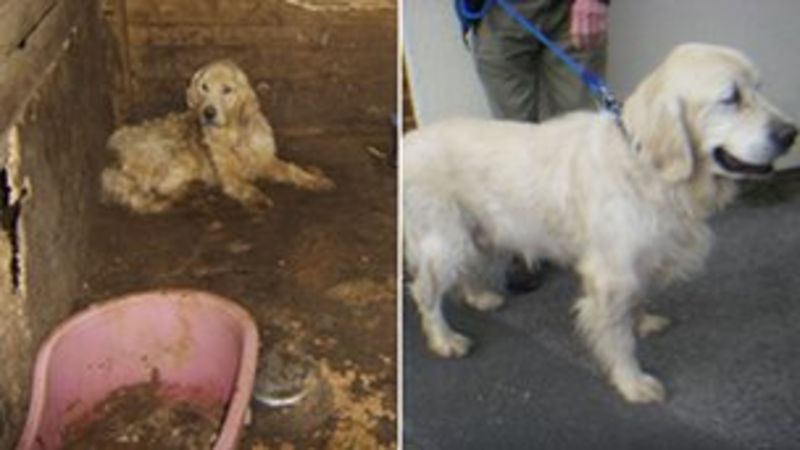Crunchy's Animal Rescue Centre staff convicted of cruelty