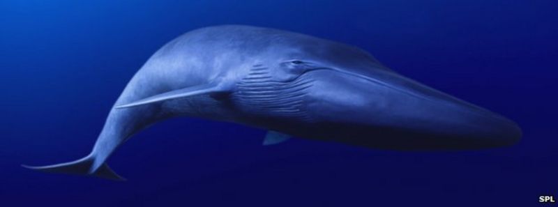 Blue and beaked whales affected by simulated navy sonar - BBC News