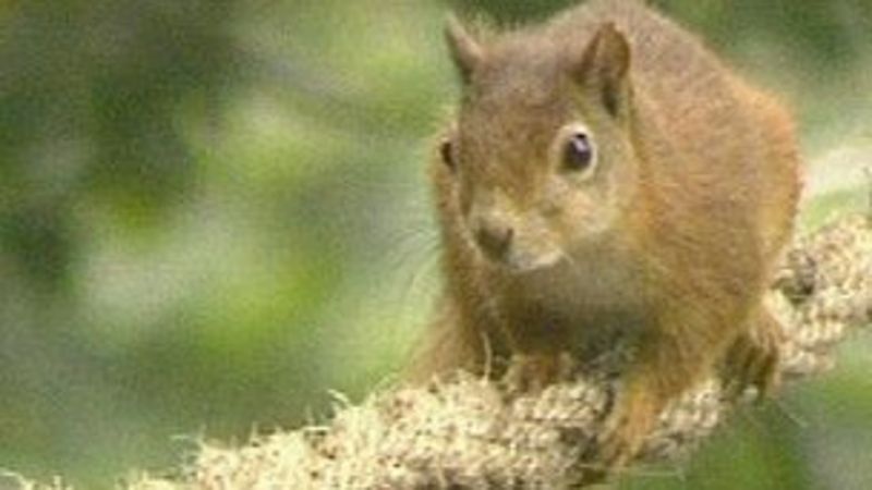 Red Squirrel Sightings On Isle Of Wight Falling - BBC News