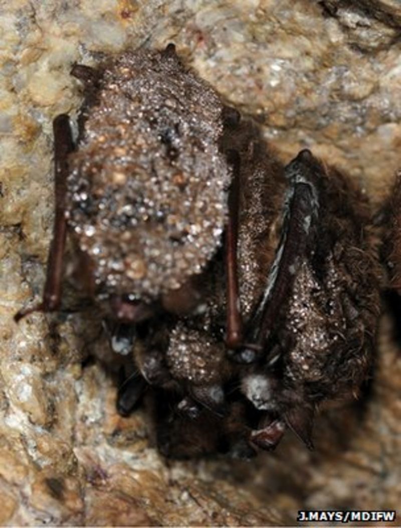 Bat killing WNS fungus confirmed in Arkansas BBC News