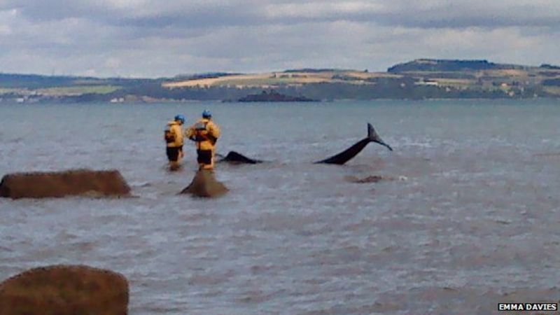 Pilot whale stranded at Edinburgh beach dies - BBC News